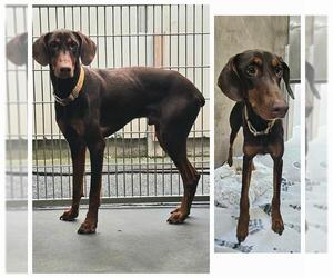 Doberman Pinscher Dogs for adoption in Santa Cruz, CA, USA