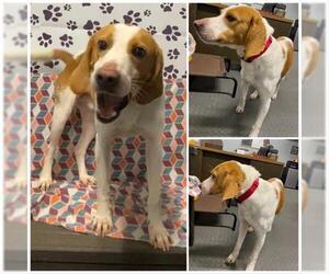 American Foxhound Dogs for adoption in Westminster, MD, USA