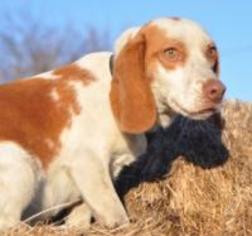 Beagle Dogs for adoption in Forrest City, AR, USA
