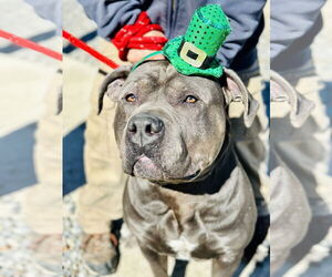 American Bulldog-Unknown Mix Dogs for adoption in Jackson , NJ, USA