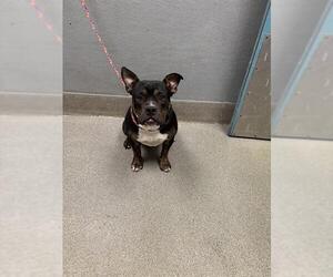 Bulldog-Unknown Mix Dogs for adoption in Las Vegas, NV, USA