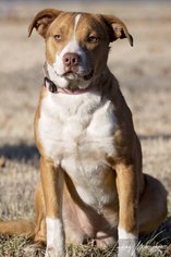 American Pit Bull Terrier-Unknown Mix Dogs for adoption in Pryor, OK, USA