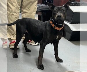 American Pit Bull Terrier Dogs for adoption in Hamilton, GA, USA