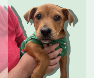 Dachshund-Unknown Mix Dogs for adoption in Rockville, MD, USA
