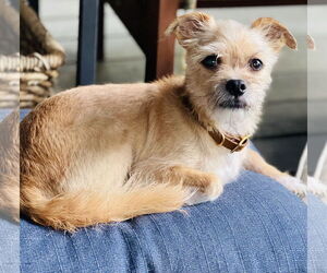 Border Terrier-Unknown Mix Dogs for adoption in Germantown, OH, USA