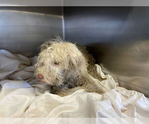 Maltese-Unknown Mix Dogs for adoption in Waco, TX, USA