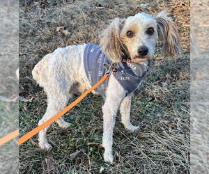 Poodle (Miniature)-Unknown Mix Dogs for adoption in Roaring River, NC, USA
