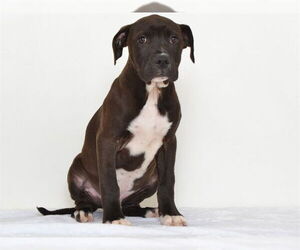 American Pit Bull Terrier-Unknown Mix Dogs for adoption in Oroville, CA, USA