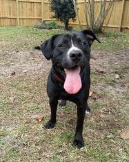 American Staffordshire Terrier Dogs for adoption in Webster, FL, USA