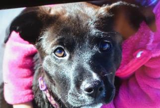 Medium Photo #1 Mutt Puppy For Sale in Del Rio, TX, USA
