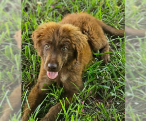 Mutt Dogs for adoption in Wakefield, RI, USA