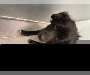 Mutt Dogs for adoption in Tavares, FL, USA