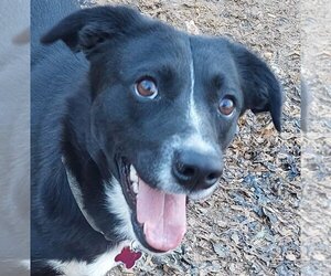Border Collie-Unknown Mix Dogs for adoption in Boston, MA, USA