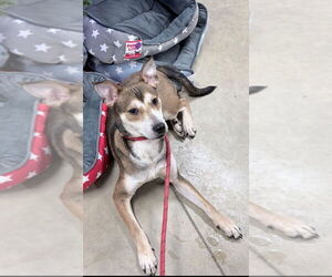 Mutt Dogs for adoption in Pierceton , IN, USA