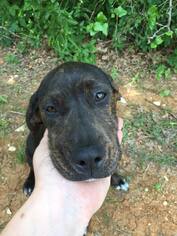 Coonhound-Unknown Mix Dogs for adoption in Clifton, TX, USA