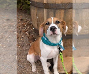 American Pit Bull Terrier-German Shepherd Dog Mix Dogs for adoption in Shermans Dale, PA, USA