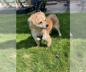 Poodle (Miniature)-Unknown Mix Dogs for adoption in Minneapolis, MN, USA