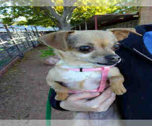 Italian Greyhuahua Dogs for adoption in Henderson, NV, USA