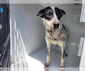 Mutt Dogs for adoption in Houston, TX, USA