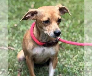 Chihuahua-Unknown Mix Dogs for adoption in Yardley, PA, USA