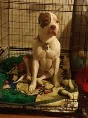 American Pit Bull Terrier Dogs for adoption in Elmsford, NY, USA