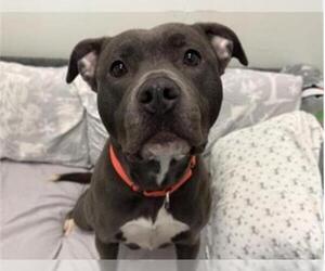 Mutt Dogs for adoption in Redwood City, CA, USA