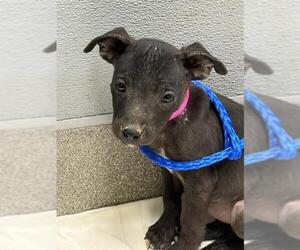 Labrador Retriever-Unknown Mix Dogs for adoption in Las Vegas, NV, USA