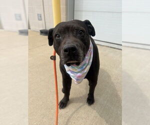 American Pit Bull Terrier Dogs for adoption in Louisville, KY, USA