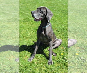 Great Dane Dogs for adoption in Petaluma, CA, USA