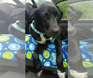 Labmaraner Dogs for adoption in Arlington, WA, USA