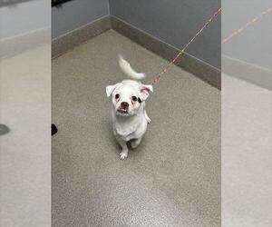 Chihuahua-Unknown Mix Dogs for adoption in Las Vegas, NV, USA