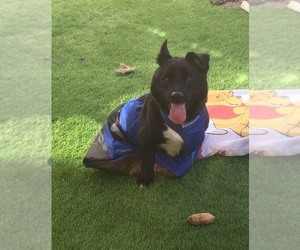 Labrador Retriever Dogs for adoption in Imperial Beach, CA, USA