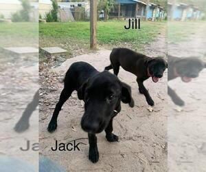 Labrador Retriever-Unknown Mix Dogs for adoption in Seahurst, WA, USA