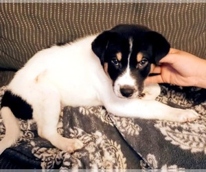 Collie-Labrador Retriever Mix Dogs for adoption in Scottsboro, AL, USA