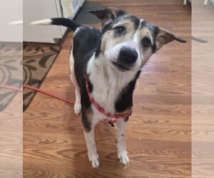 Beagle-Unknown Mix Dogs for adoption in Clarkston, MI, USA