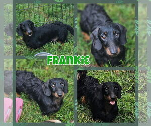 Dachshund Dogs for adoption in Blacksburg, SC, USA