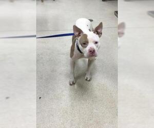 American Pit Bull Terrier Dogs for adoption in Riverside, CA, USA