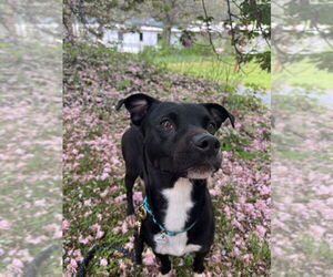 Mutt Dogs for adoption in Candler, NC, USA