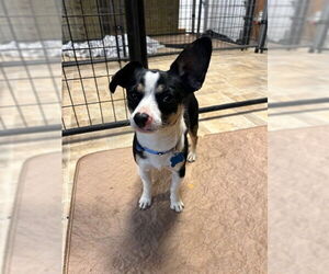 Chihuahua Dogs for adoption in Alturas, CA, USA