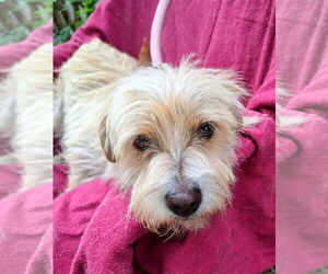 Norfolk Terrier-Unknown Mix Dogs for adoption in Missouri City, TX, USA