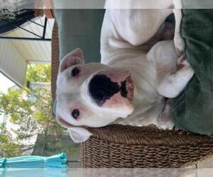 Dogo Argentino Dogs for adoption in Newtown, PA, USA