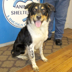 Border-Aussie Dogs for adoption in Fayetteville, TN, USA