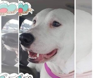 Labrador Retriever Dogs for adoption in Poplar Bluff, MO, USA