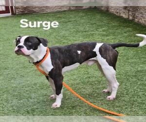 American Bulldog-Unknown Mix Dogs for adoption in Derwood, MD, USA