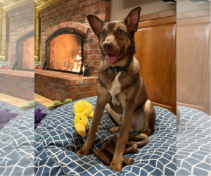 Mutt Dogs for adoption in Redmond, WA, USA