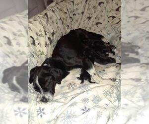 Boglen Terrier Dogs for adoption in Spring, TX, USA