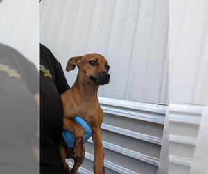 Chihuahua Dogs for adoption in Bakersfield, CA, USA