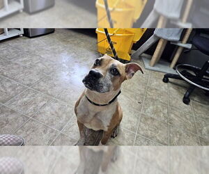 Boxer-Unknown Mix Dogs for adoption in Raleigh, NC, USA