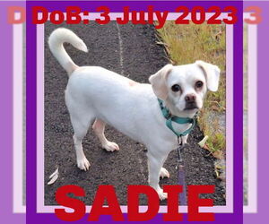 Chihuahua-Unknown Mix Dogs for adoption in Sebec, ME, USA