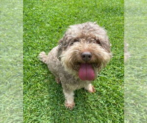 Poodle (Miniature)-Unknown Mix Dogs for adoption in Lakewood, CO, USA